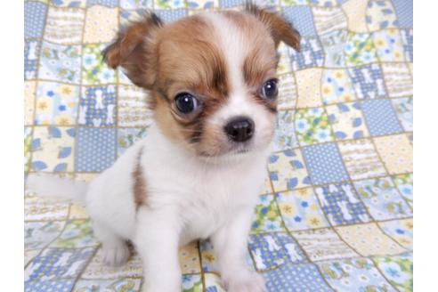 成約済の千葉県のチワワ(ロングコート)-98488の12枚目